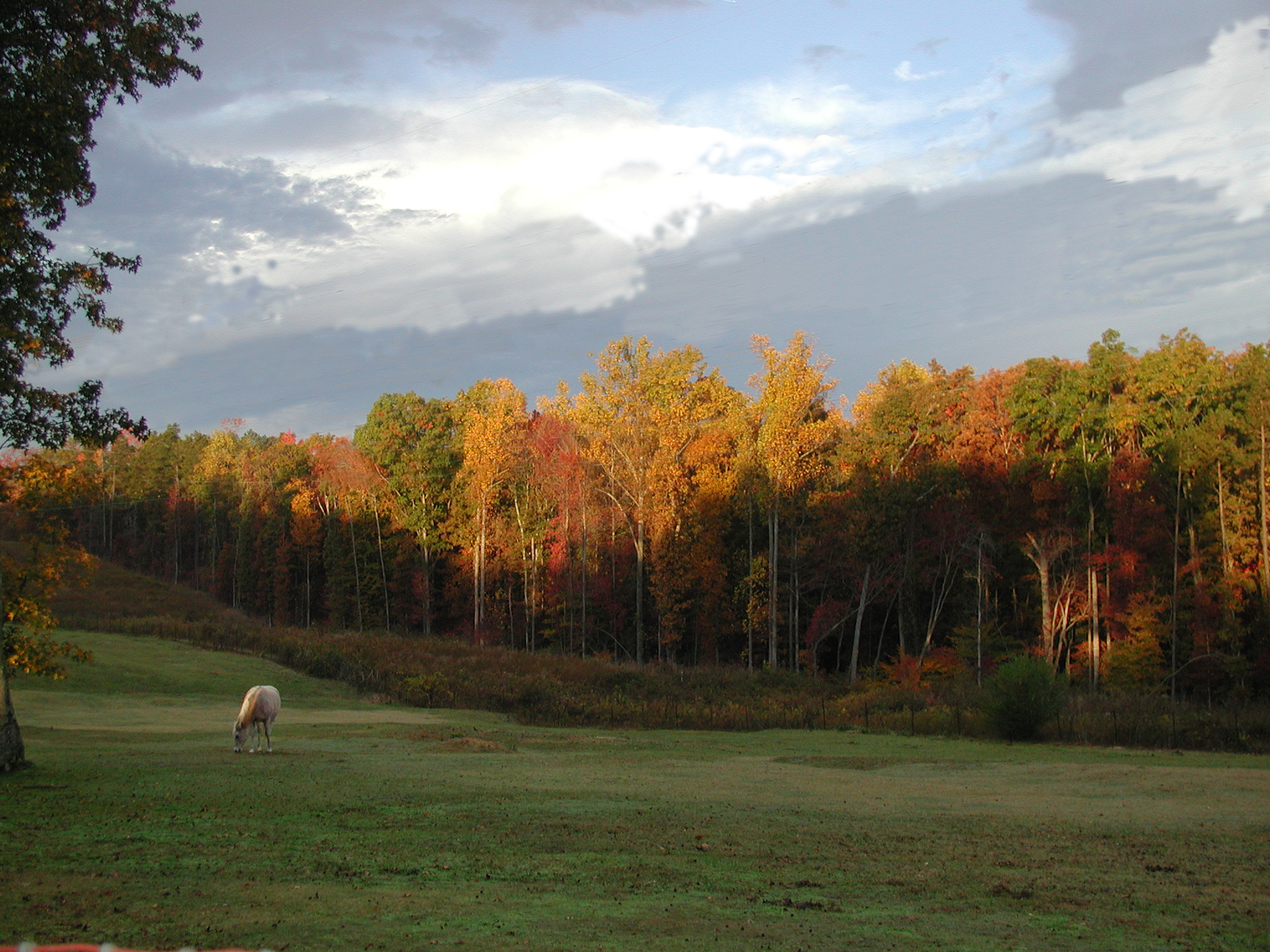 Fall_Color_Dansk.jpg